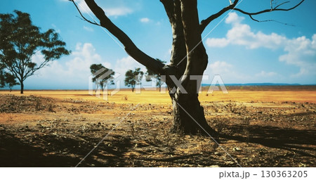 A solitary tree is showcased against a vast, arid landscape. The dry ground stretches endlessly, accentuated by a few scattered trees under a bright blue sky filled with fluffy clouds. 130363205