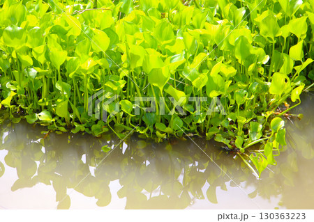 Dense cluster of water hyacinth plants floating on the water surface. Dense cluster of water hyacinth plants floating on the water surface. 130363223