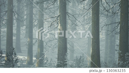 Tall trees stretch towards the sky in a winter forest, their trunks cloaked in a blanket of fog. Snow covers the ground, creating a serene atmosphere that invites quiet reflection and exploration. 130363235