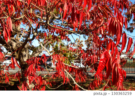 久留米市　柳坂曽根のハゼ並木の紅葉とハゼの実 130363259