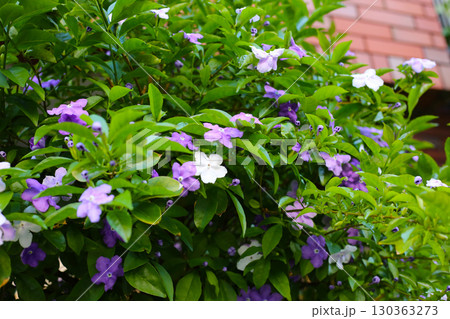 Brunfelsia pauciflora flower on tree Brunfelsia pauciflora flower on tree 130363273
