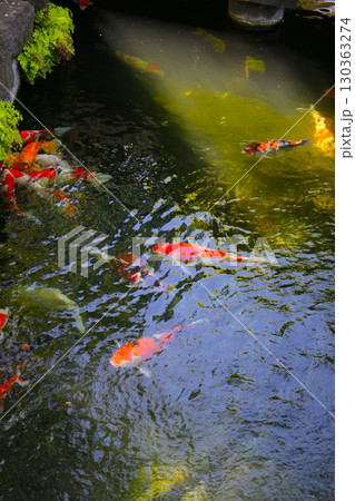Koi fish swimming gracefully in a pond at Sensoji Temple, Tokyo. Koi fish swimming gracefully in a pond at Sensoji Temple, Tokyo. 130363274