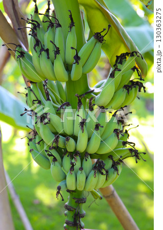 A cluster of green bananas hanging from a banana tree 130363275