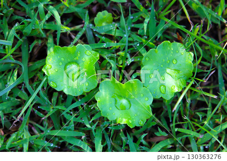 Fresh gotu kola leaves with dew drops on grass 130363276