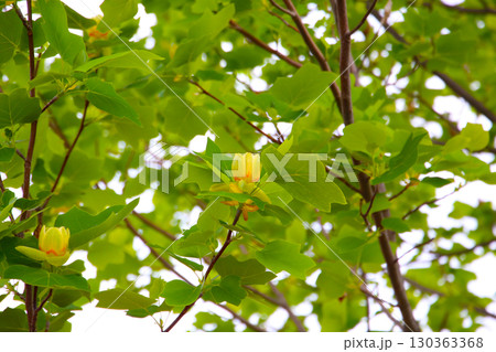 Tulip tree branches with green leaves and blooming flowers 130363368
