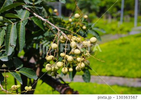 Young green longan fruits growing in clusters on a tree branch 130363567