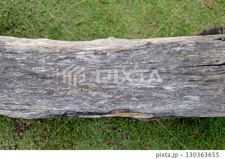 Close-up of an old weathered wooden log with natural cracks and textured surface, lying on green grass. 130363655