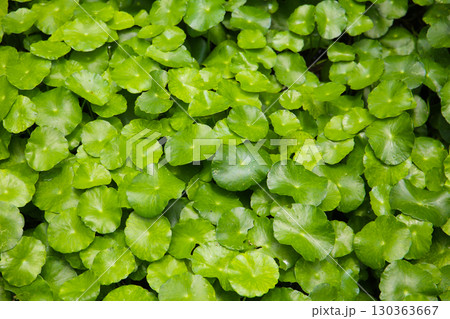 Green leaves of centella asiatica plant Green leaves of centella asiatica plant 130363667