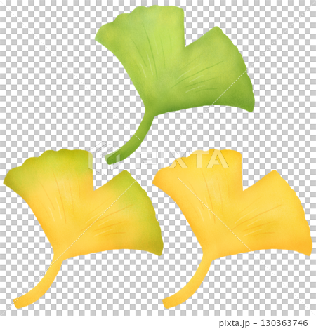 青葉から色づいていくイチョウの葉のイラスト 130363746