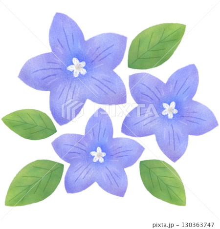 桔梗の花と葉のイラスト 桔梗の花と葉のイラスト 130363747