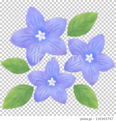 桔梗の花と葉のイラスト 桔梗の花と葉のイラスト 130363747