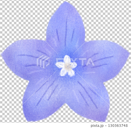 Illustration of a single bellflower 130363748