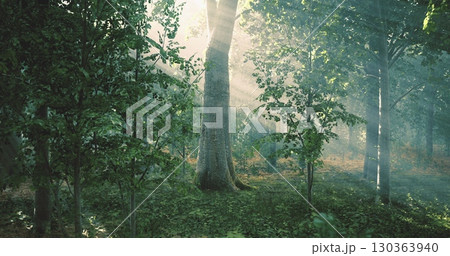 Golden sunlight streams through lush green foliage, illuminating the forest floor. A sense of calm envelops the scene, inviting exploration and reflection in natures embrace. 130363940