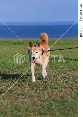 海を見つめる柴犬 130364130