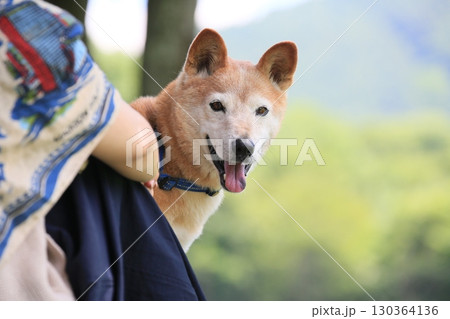 飼い主と散歩する柴犬 130364136