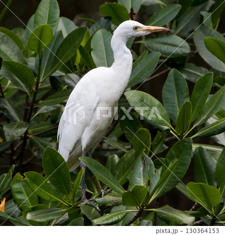 Great Egret (Ardea alba) in mangrove forest at Laguna Gri-Gri in Northern Domonican Republic, Caribbean. 130364153