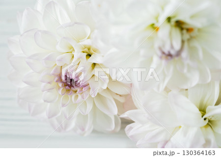 flowers dahlia festive background, pastel and soft bouquet floral card, top view wallpaper background. Macro of White Dahlia Flowers for Texture Background. 130364163