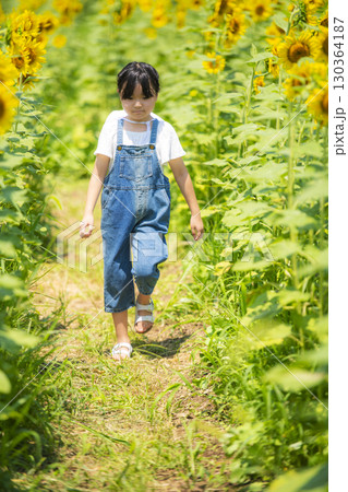 ひまわり迷路の小道を歩く女の子 130364187