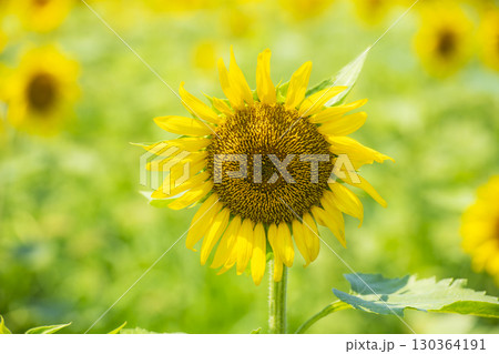 大分県豊後高田市の長崎鼻の向日葵 130364191