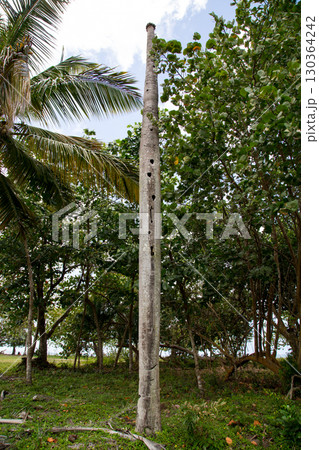 Nesting tree, settlement for Woodpeckers, in the Northern Dominican Republic, Caribbean. 130364242