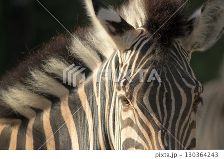 シマウマのたてがみは伸び放題のまま首から額まで続く 130364243