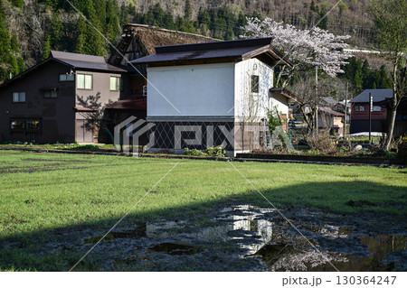 桜満開の白川郷の春 130364247