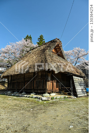 桜満開の白川郷の春 桜満開の白川郷の春 130364254