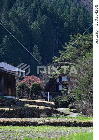 桜満開の白川郷の春 130364258