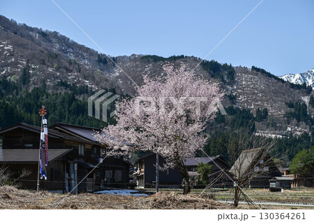 桜満開の白川郷の春 130364261