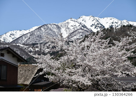 桜満開の白川郷の春 130364266