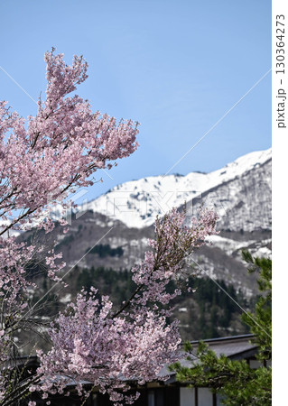 桜満開の白川郷の春 130364273
