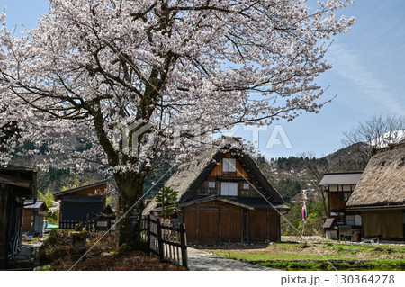 桜満開の白川郷の春 130364278