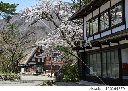 桜満開の白川郷の春 130364279