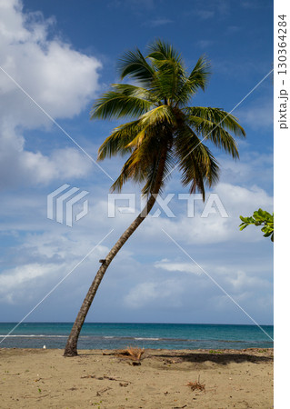 Palm on the coast of the Atlantic Ocean, in the Northern part of Dominican Republic, Caribbean. Palm on the coast of the Atlantic Ocean, in the Northern part of Dominican Republic, Caribbean. 130364284