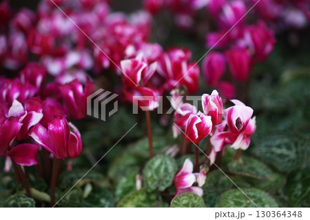 ガーデンシクラメン 赤地に白い花 ガーデンシクラメン 赤地に白い花 130364348