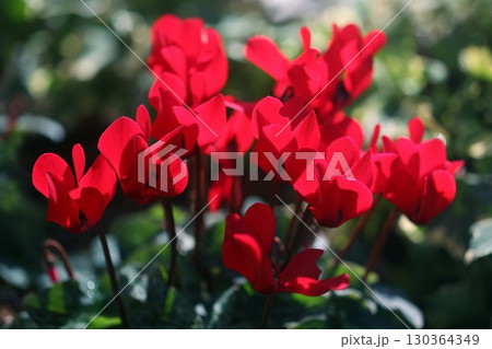 ガーデンシクラメンの赤い花 130364349