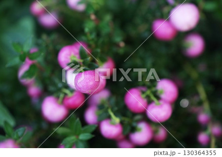 ペルネチア　薄紅色の実 130364355