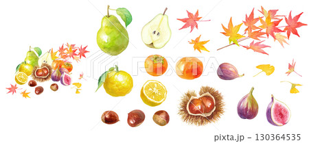 紅葉を背景にした秋冬のフルーツの集合の水彩イラスト。構成要素のアソート。 130364535