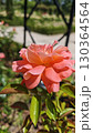 A vibrant pink rose in full bloom captured in a sunny garden setting 130364564