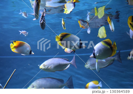 カラフルな魚たちの泳ぐ水族館の水槽の風景 カラフルな魚たちの泳ぐ水族館の水槽の風景 130364589
