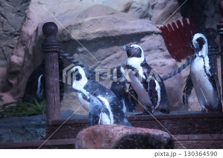 ペンギンのいる水族館の風景 ペンギンのいる水族館の風景 130364590