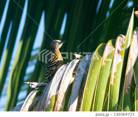 Hispaniolan Woodpecker Melanerpes striatus in a palm tree in the Northern Dominican Republic, Caribbean. 130364725