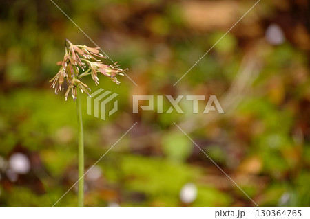 ショウジョウバカマ 130364765