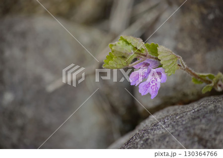 カキドオシ カキドオシ 130364766