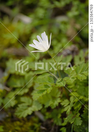 キクザキイチゲ 130364769