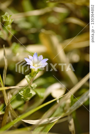 フデリンドウ 130364802