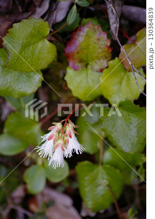 ナンカイイワカガミ 130364839