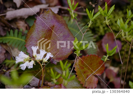 ナンカイイワカガミ 130364840