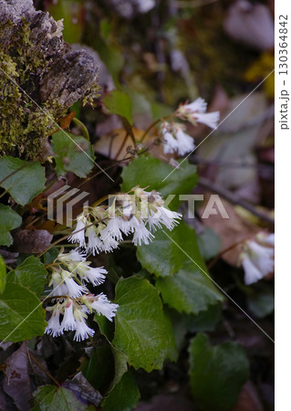 ナンカイイワカガミ 130364842