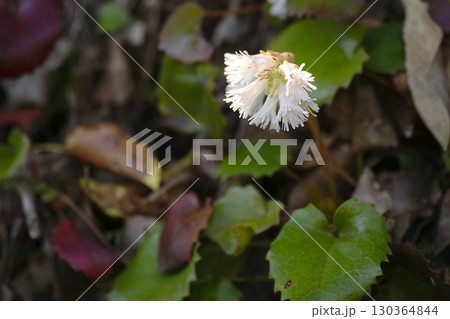 ナンカイイワカガミ 130364844